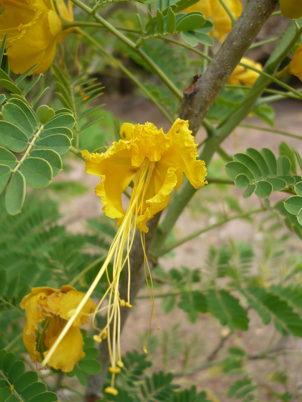 flower  yellow  nature free photo