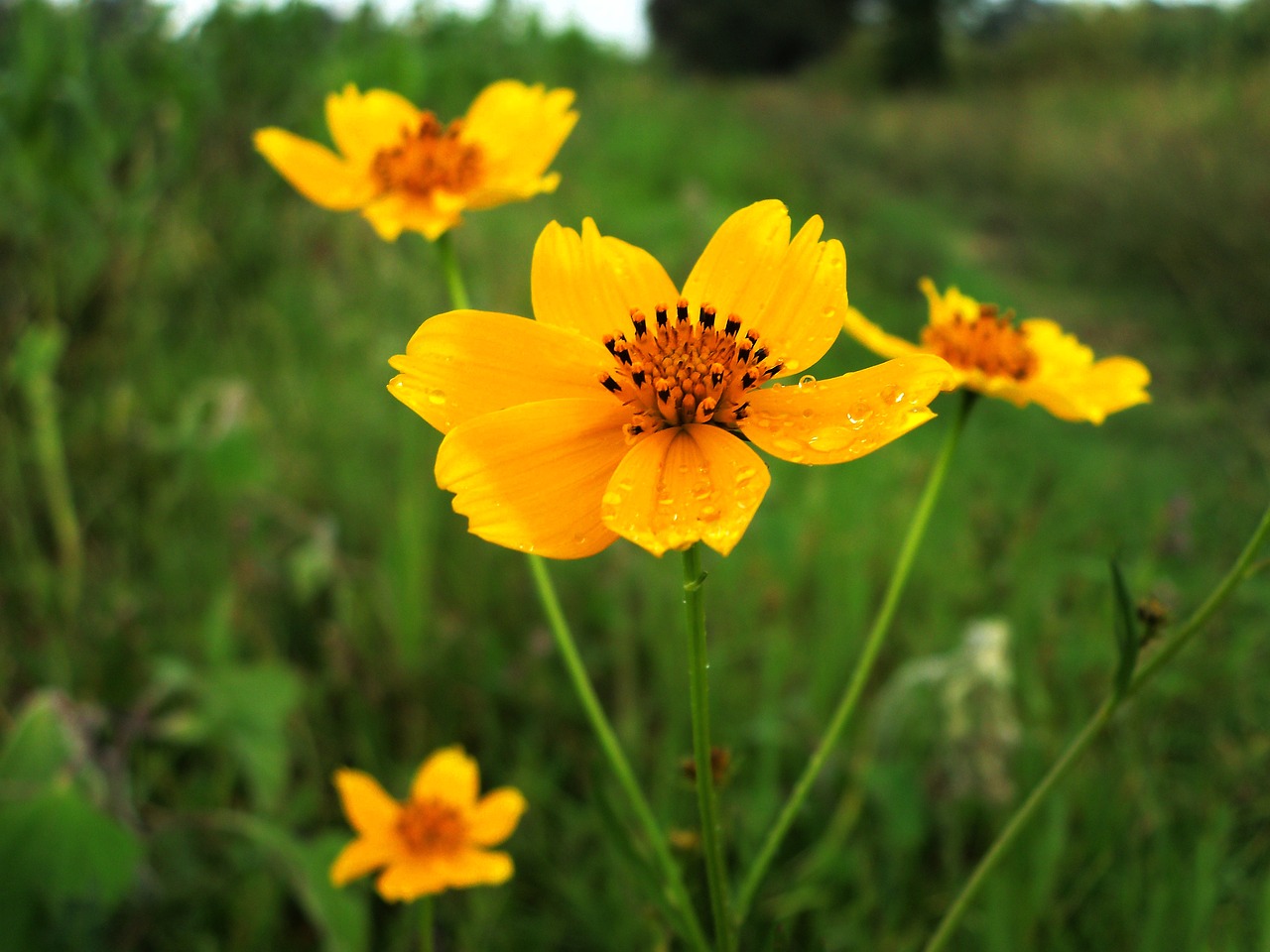 flower  plant  field free photo