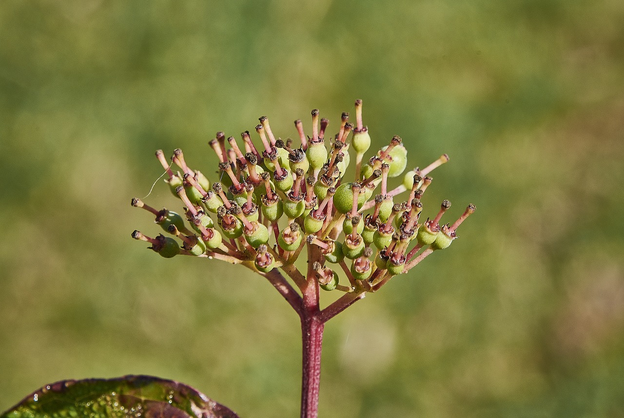 flower  autumn  plant free photo