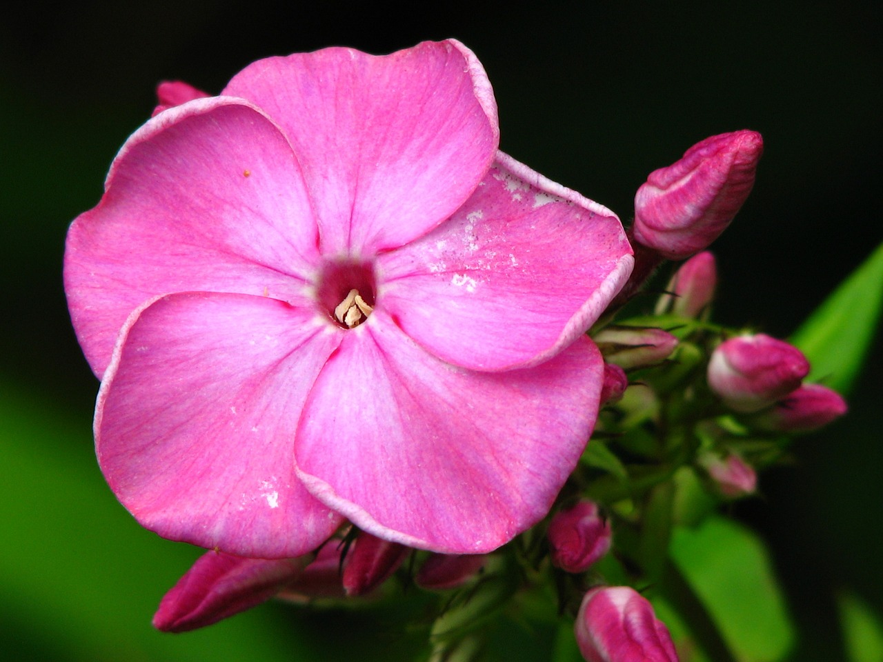 blossom bloom pink free photo