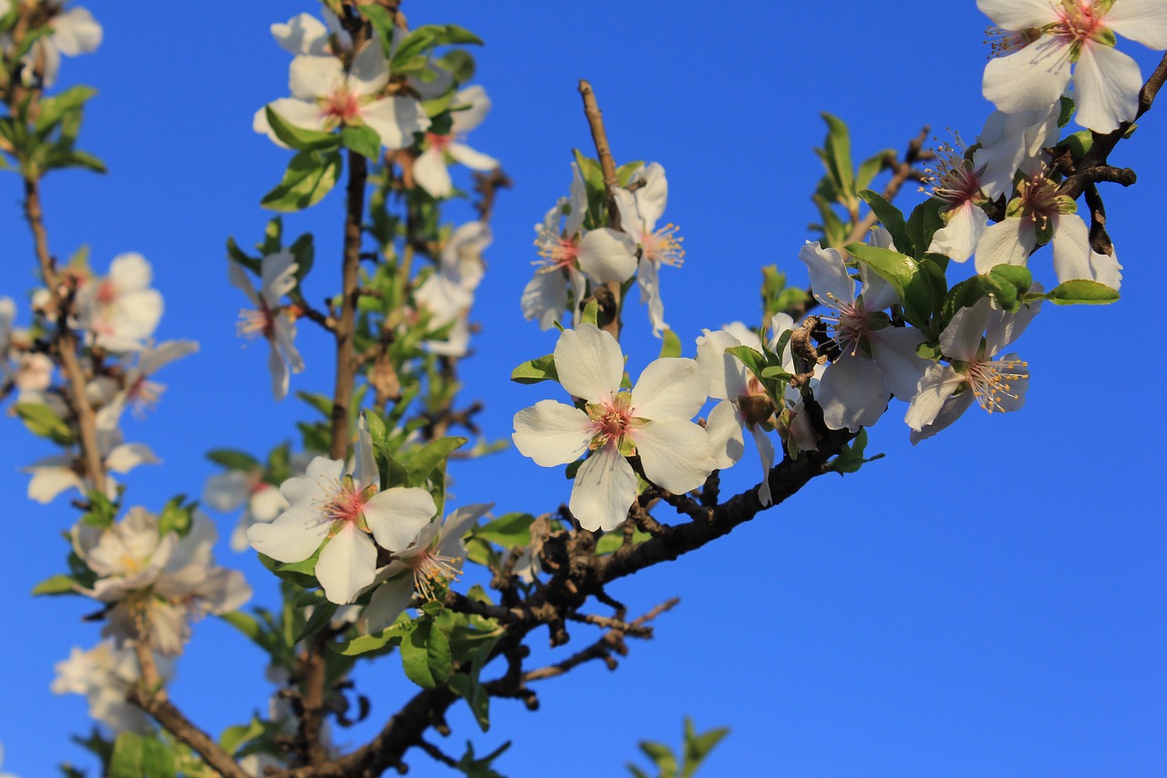 flower  almond tree  flowering free photo