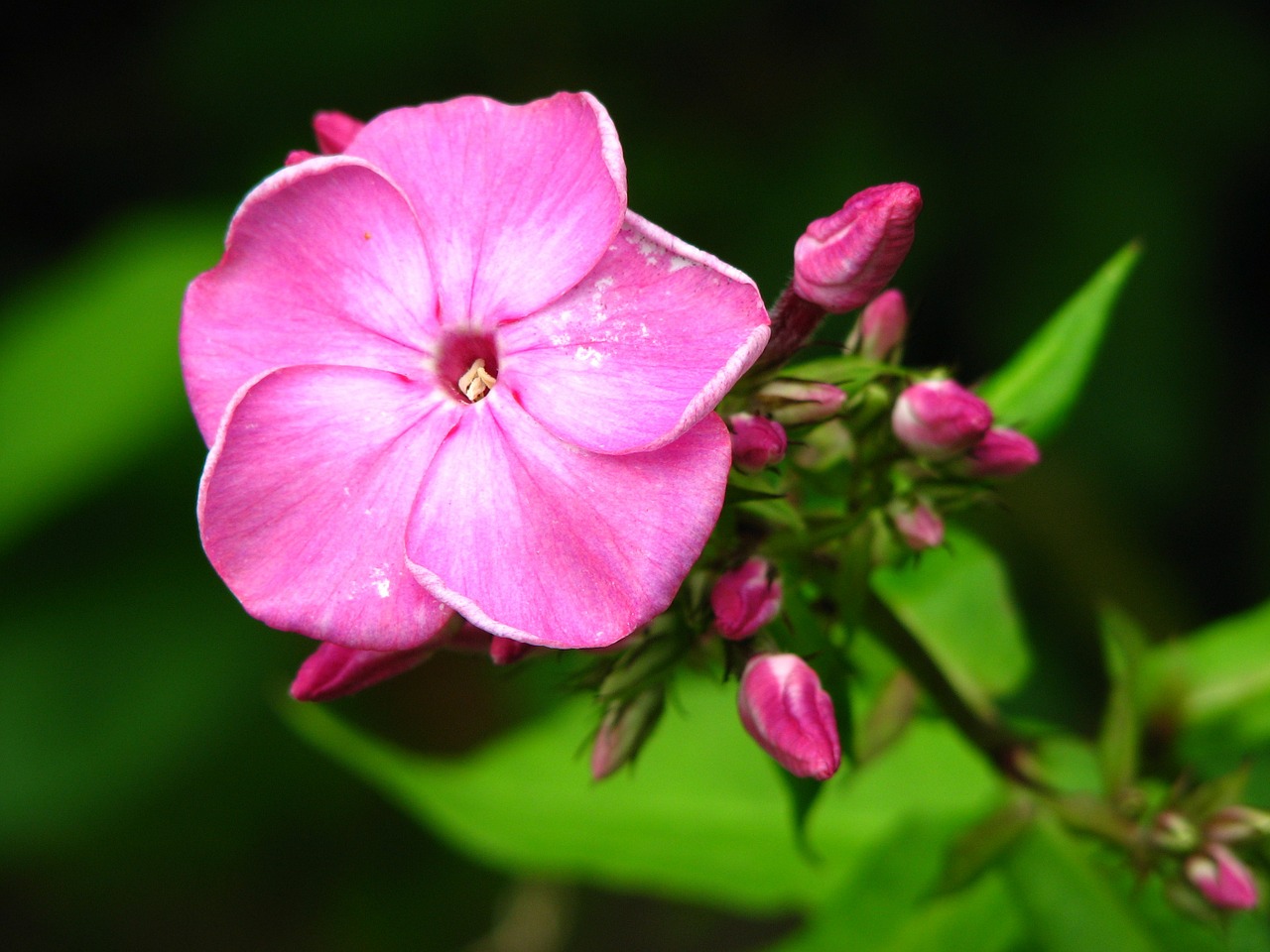 blossom bloom pink free photo