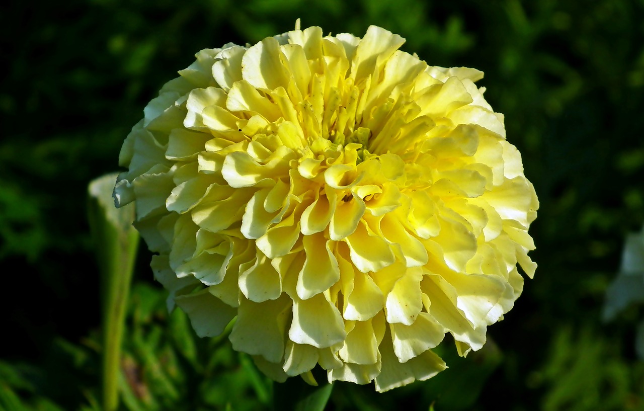 flower  marigold  nature free photo