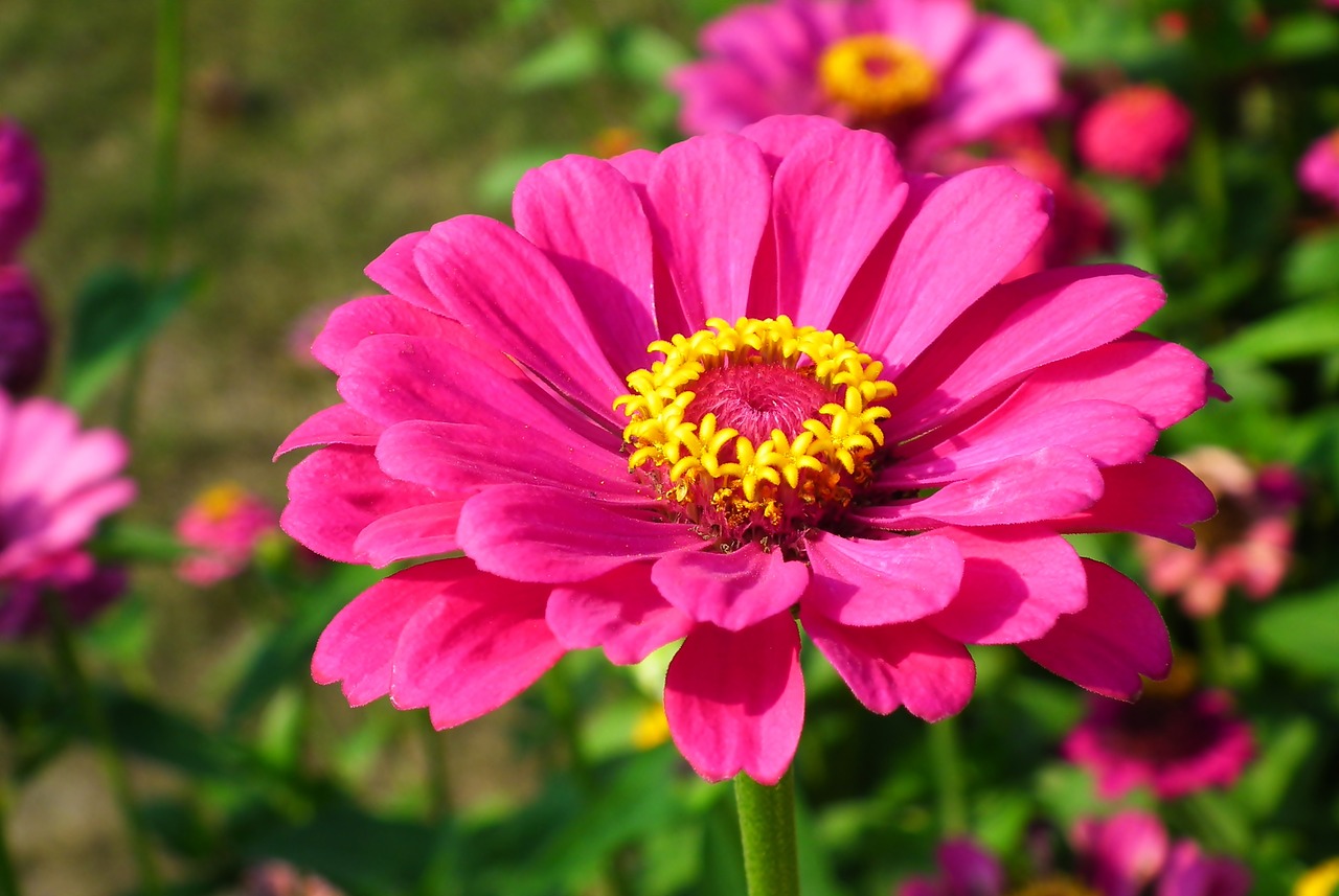 flower  zinnia  pink free photo