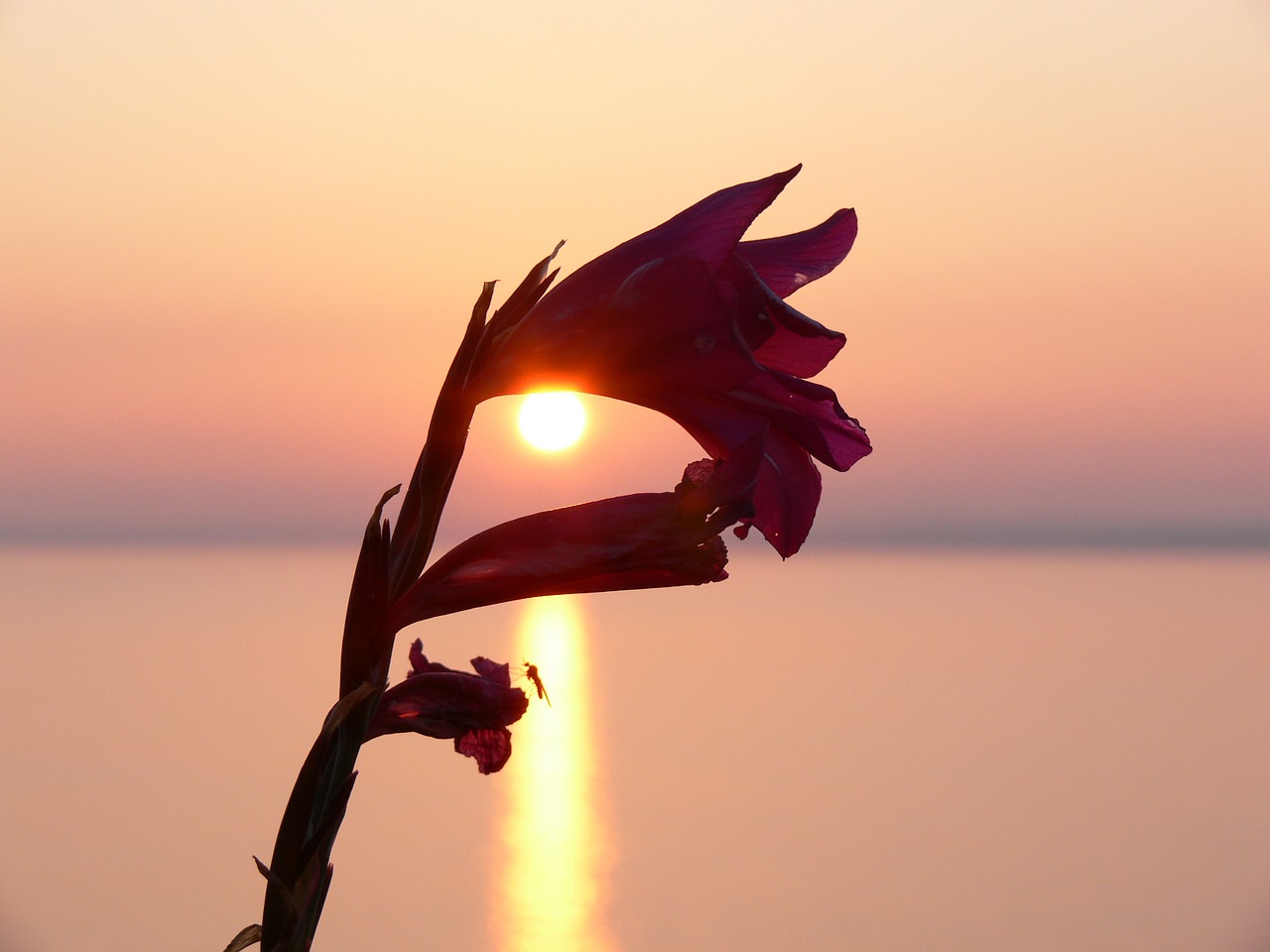 blossom bloom sunset free photo