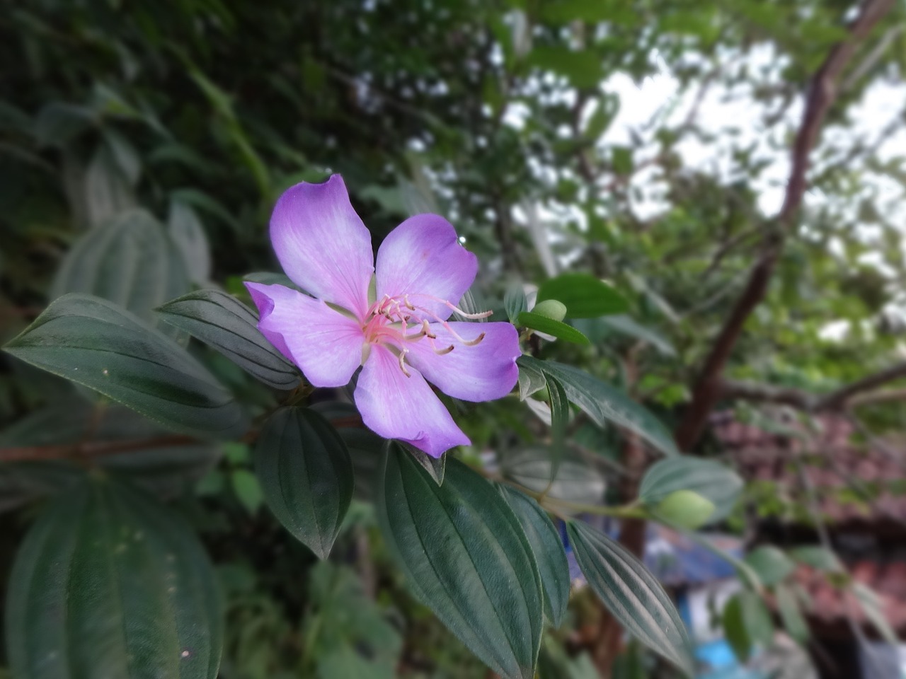 flower lilac nature free photo