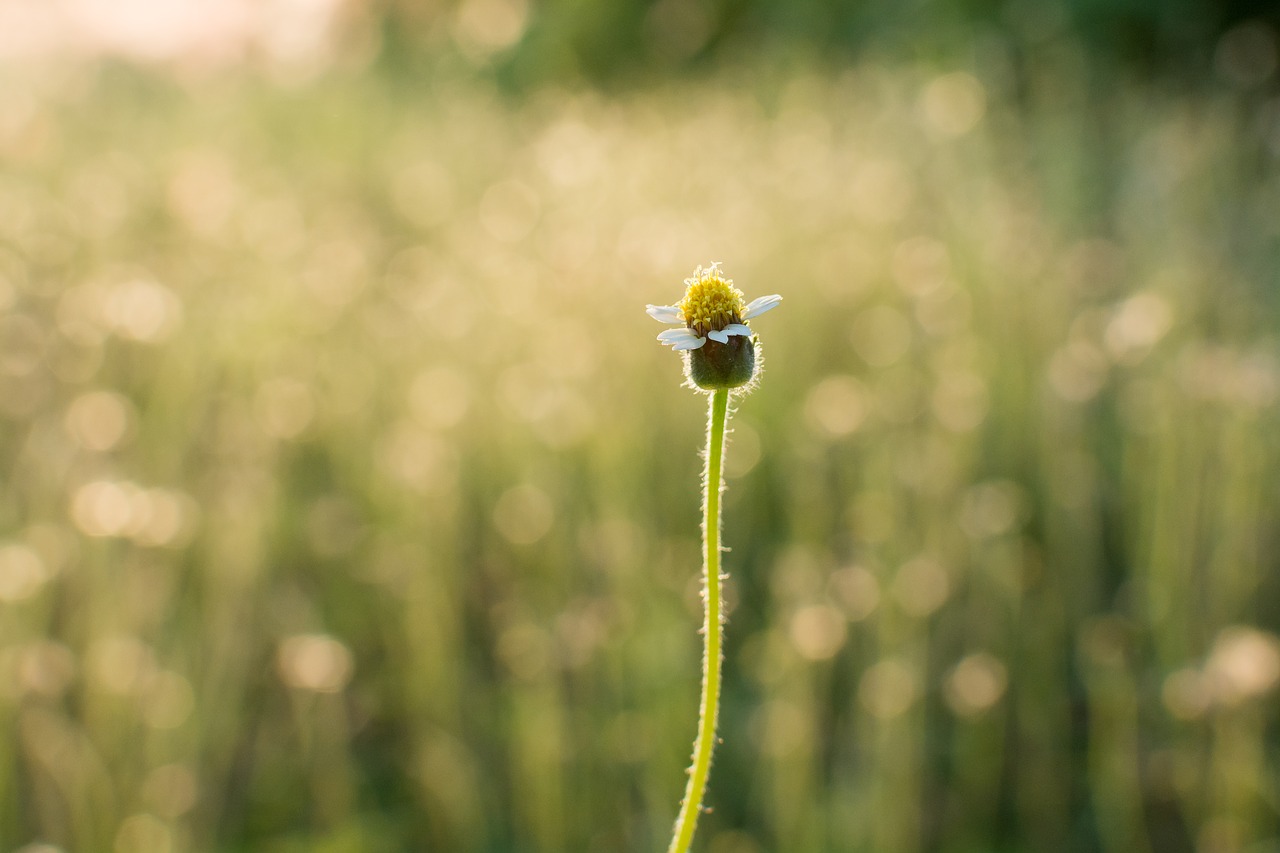 flower  green  nature free photo