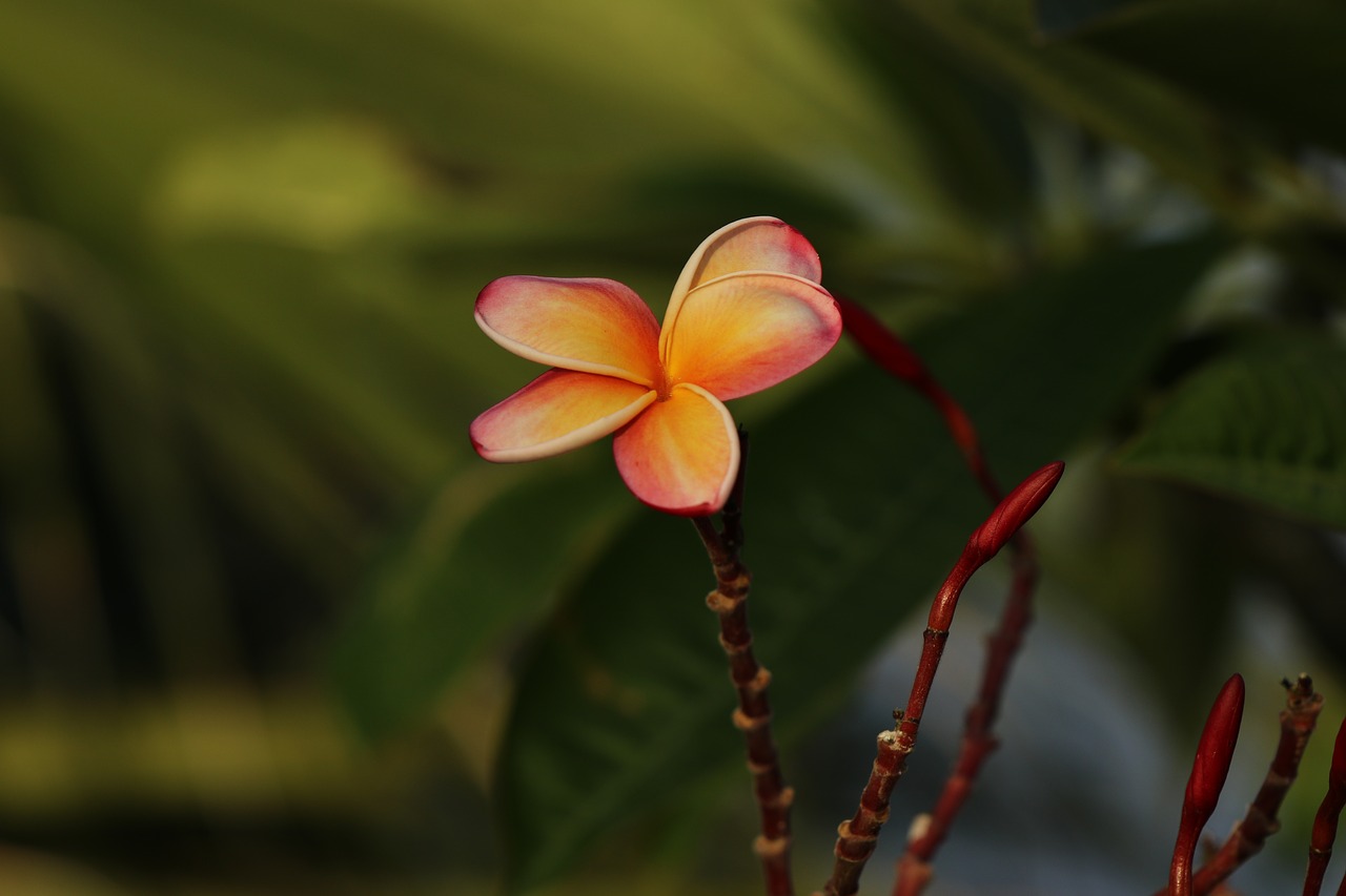 flower  pink  plumeria free photo