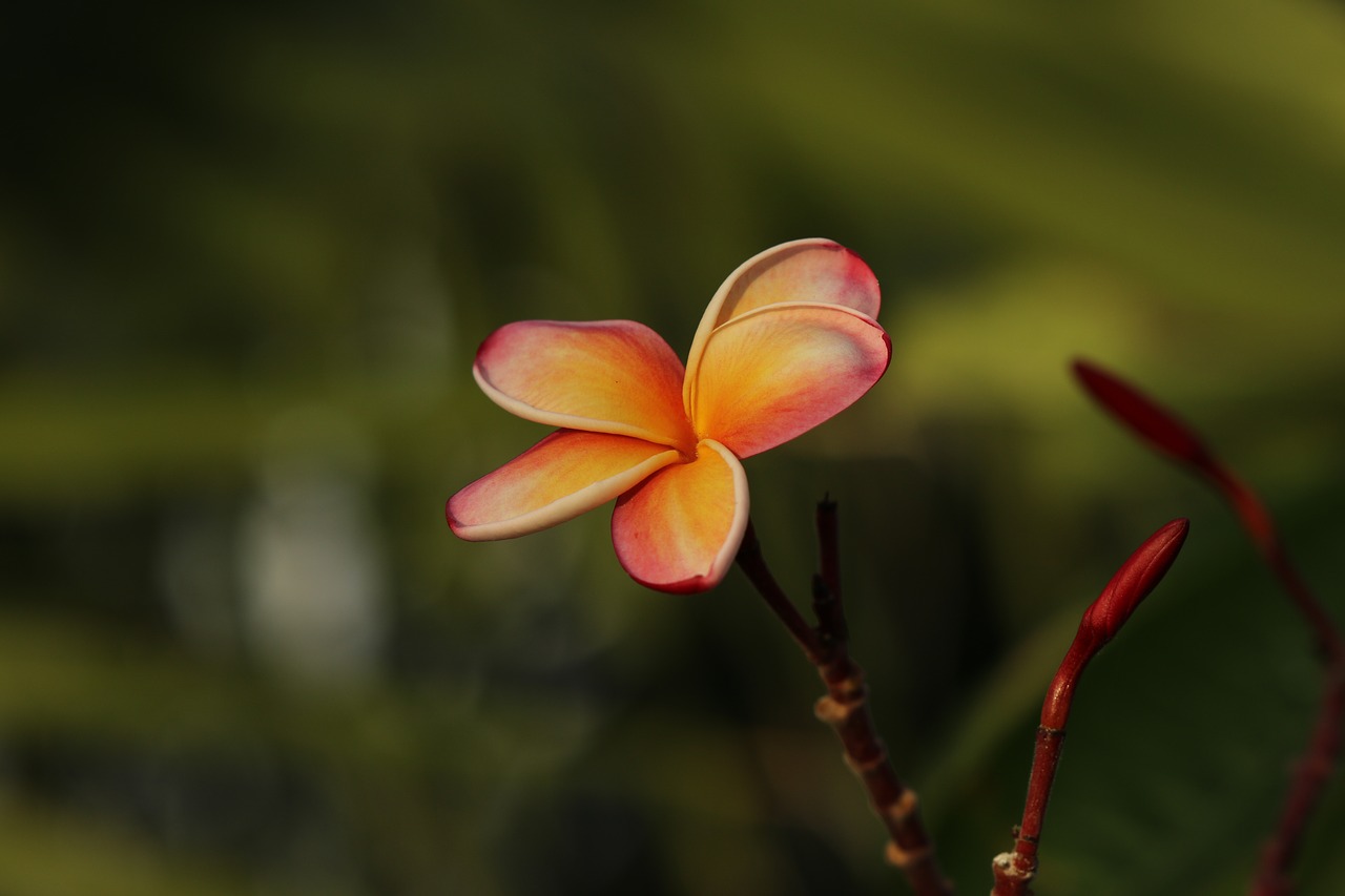 flower  pink  plumeria free photo