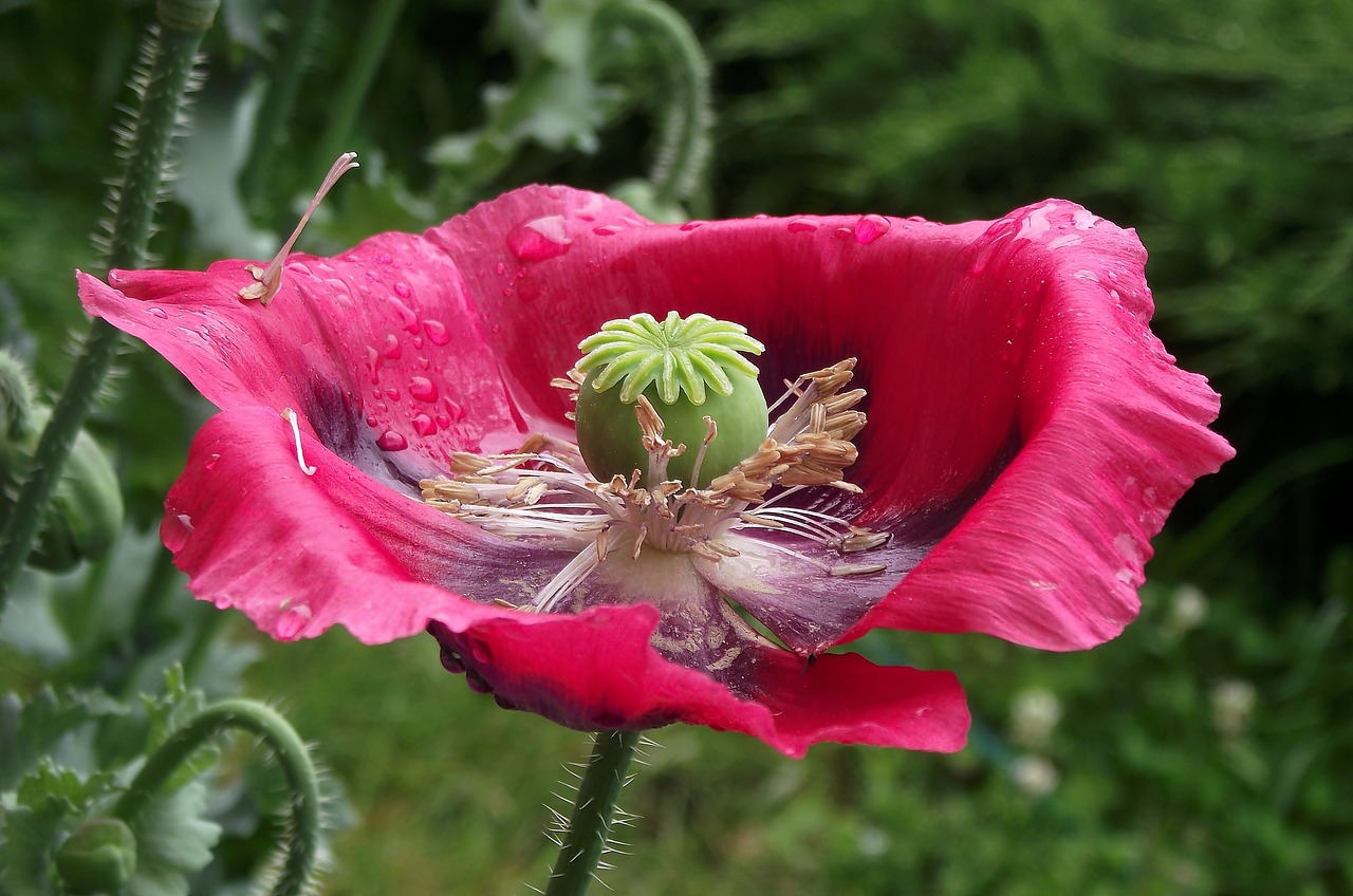 flower  poppy garden  summer free photo