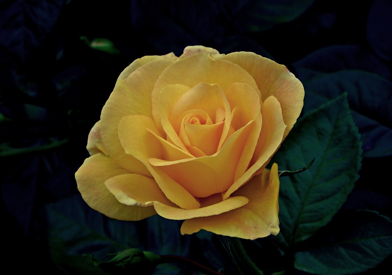 flower  rose  beauty free photo