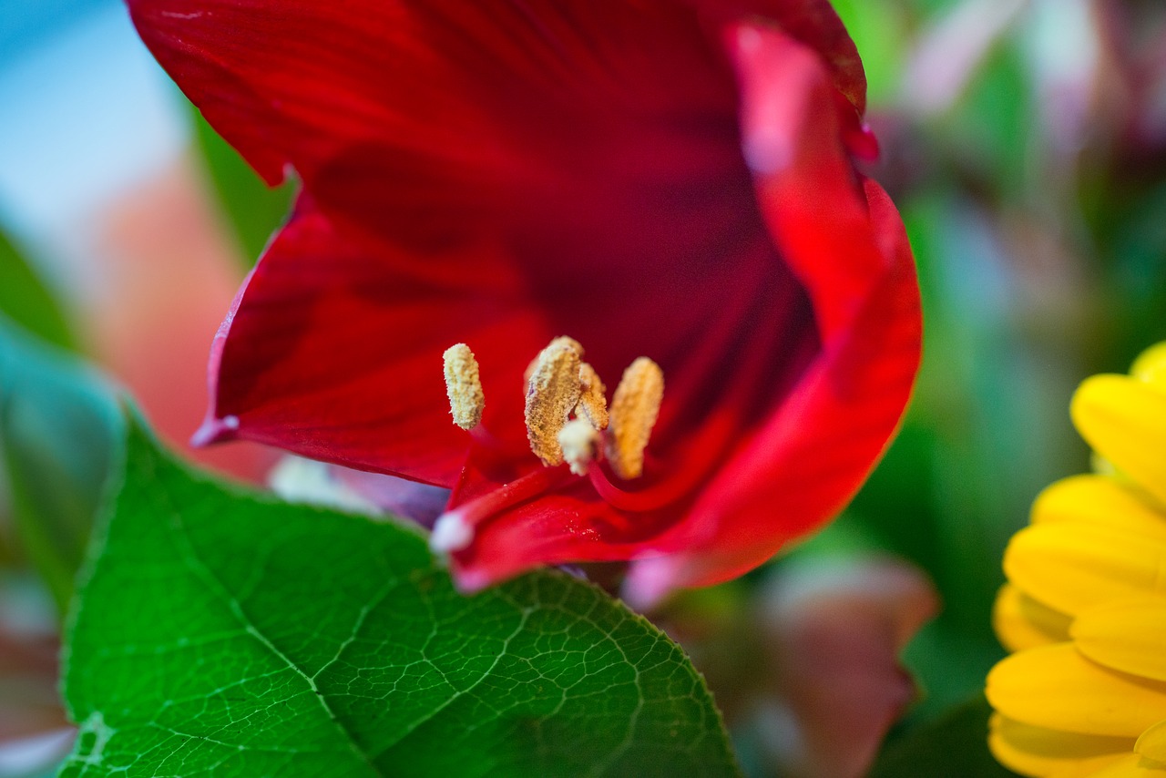 flower  macro  stem free photo