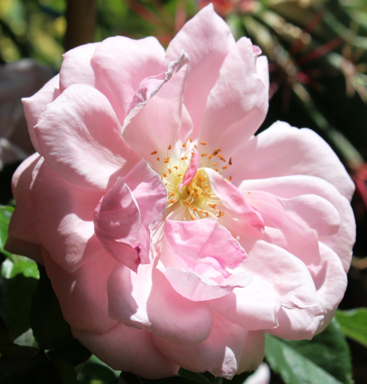 flower rose blossom free photo