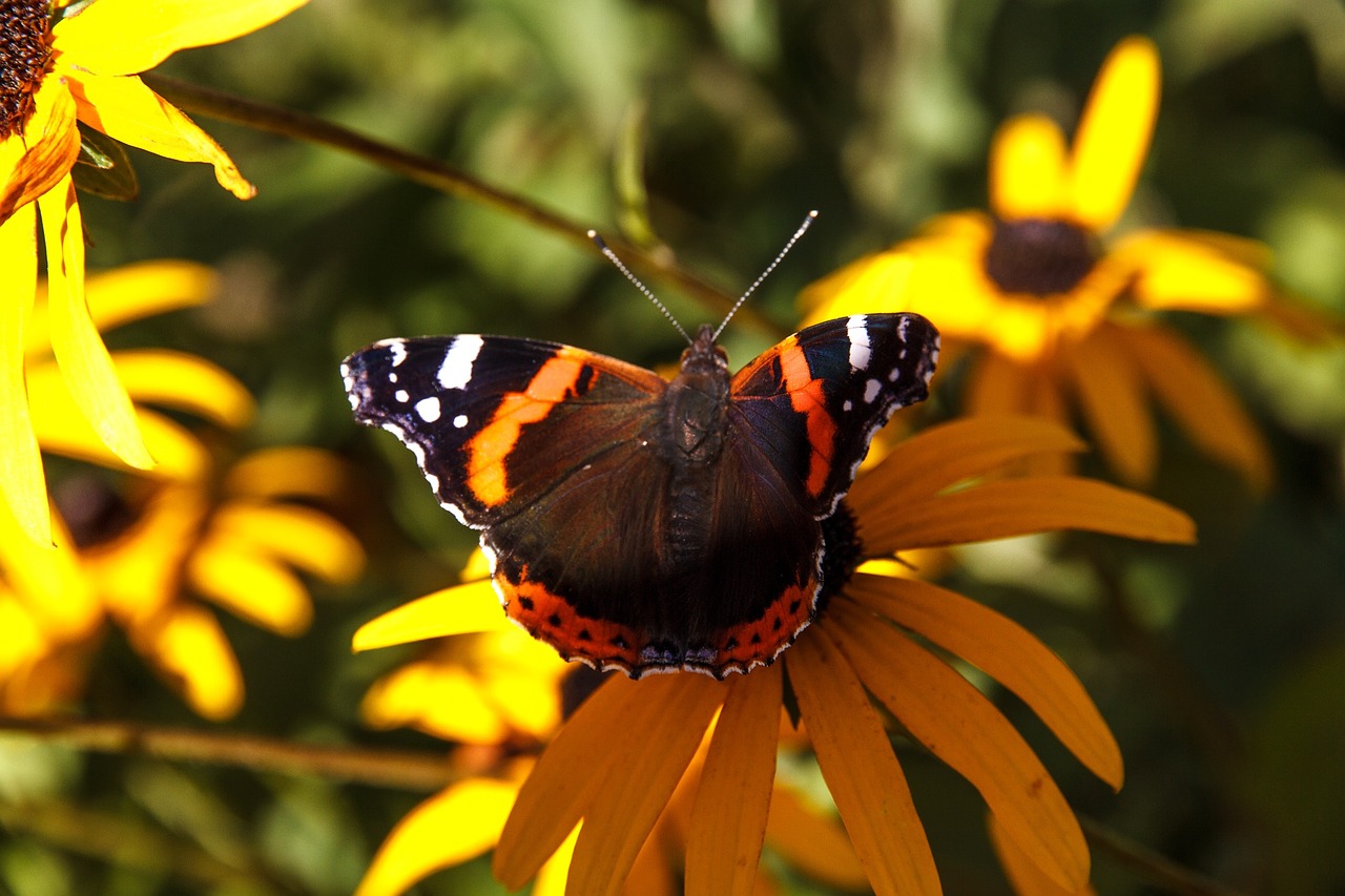 flower plant butterfly free photo