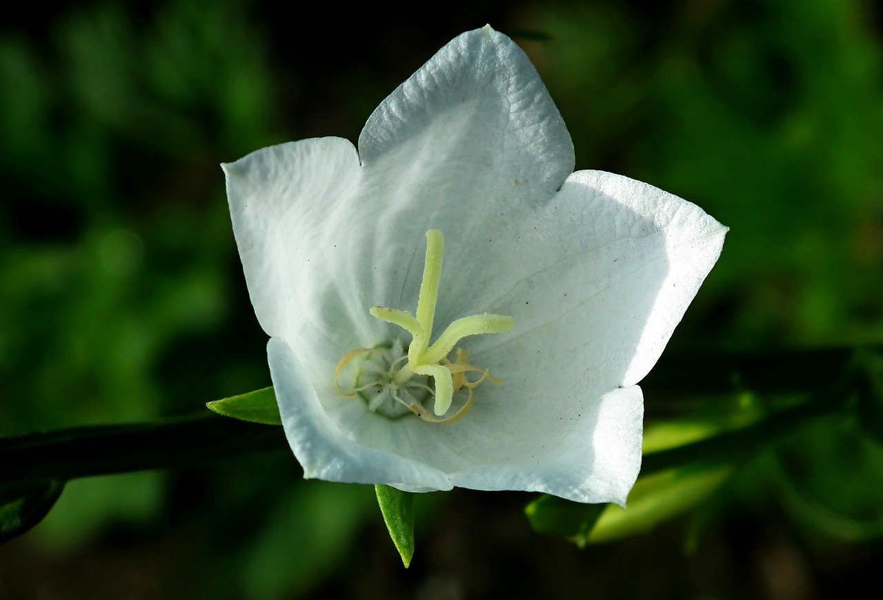 flower  rozwar  white free photo