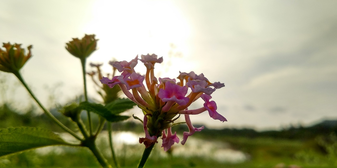 flower  plants  sunset free photo