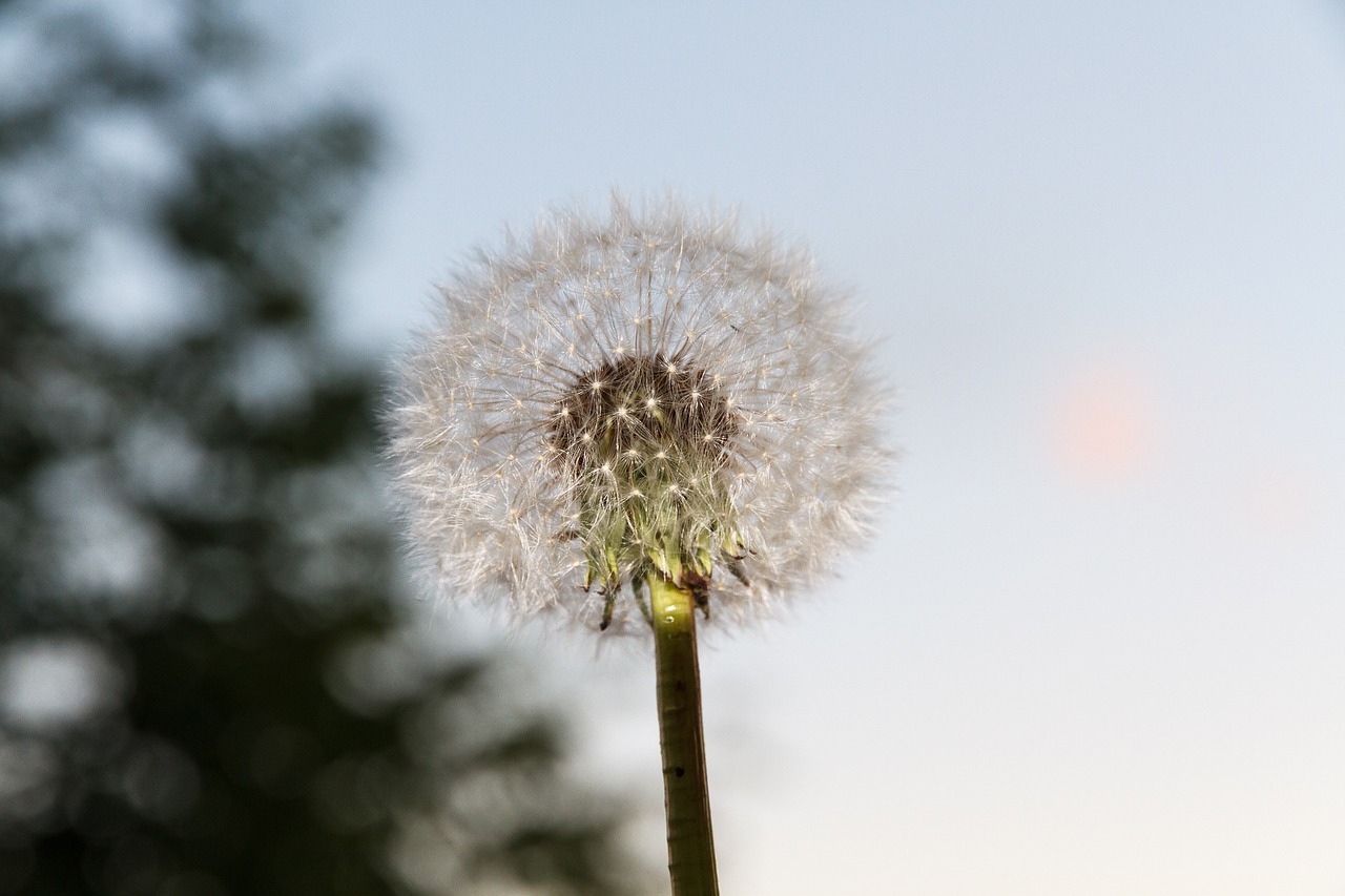 flower plant dandelion free photo