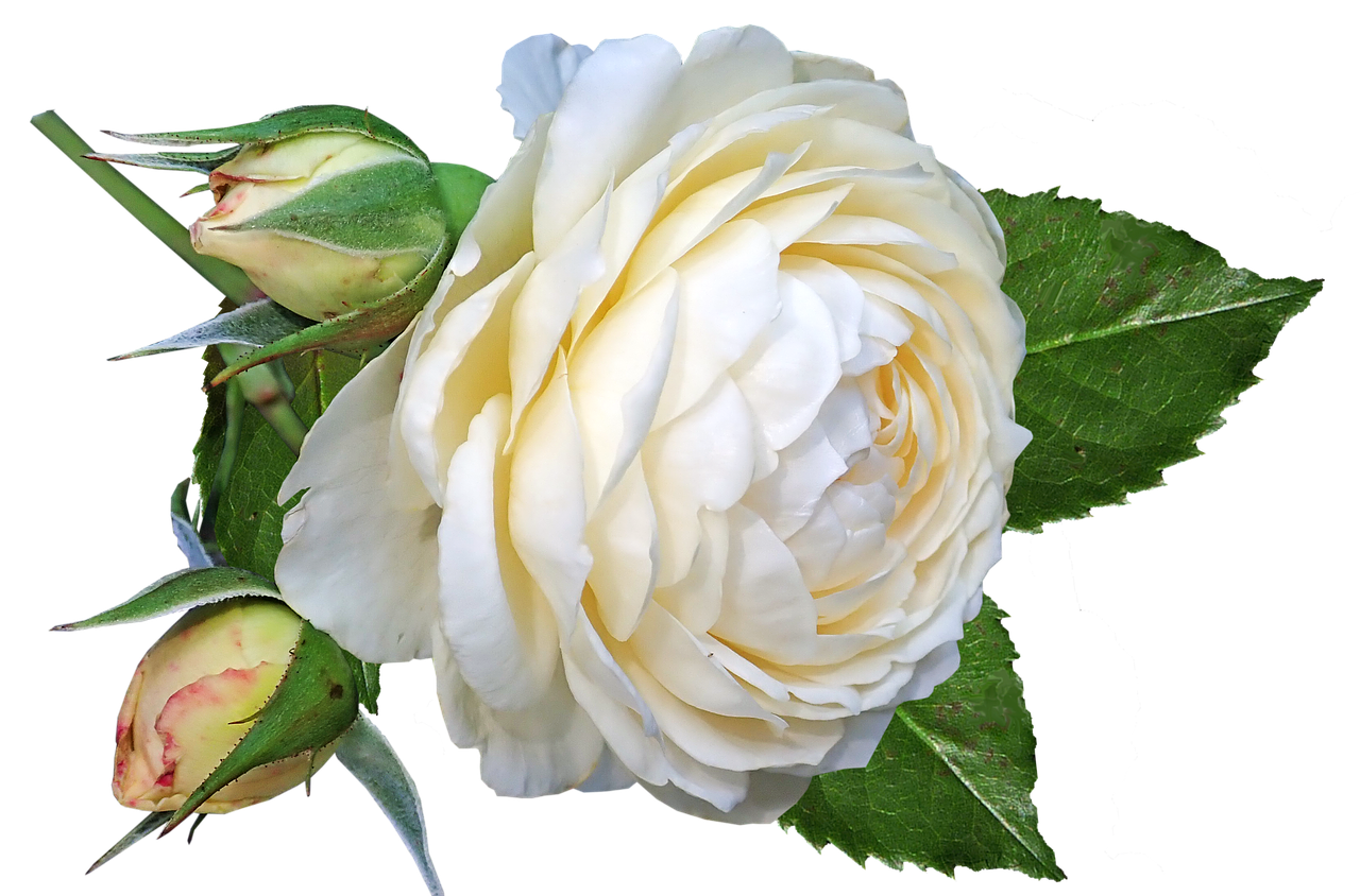 flower  rose  white free photo