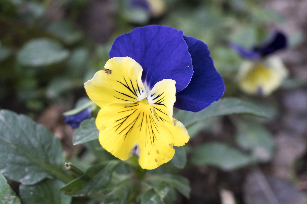 flower  nature  pansy free photo
