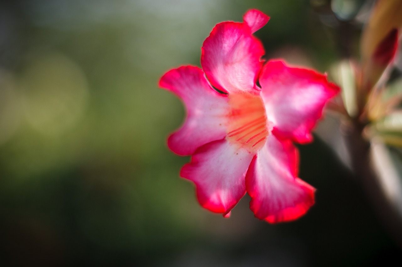 flower  red  garden free photo