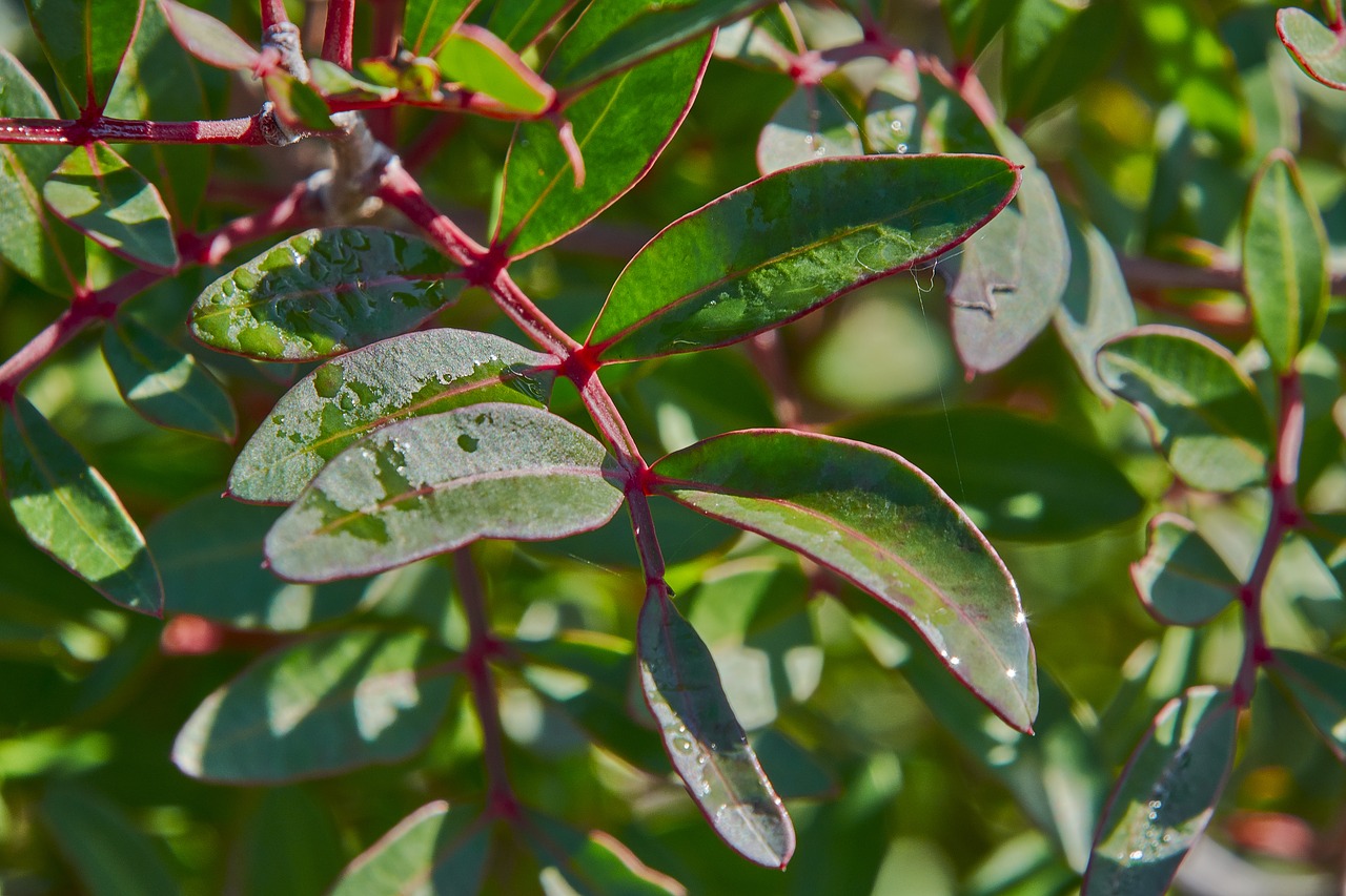 flower  autumn  plant free photo