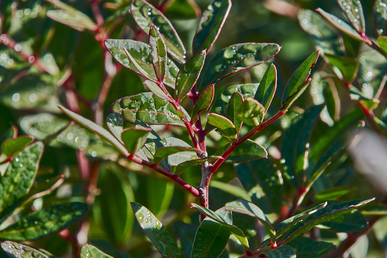 flower  autumn  plant free photo