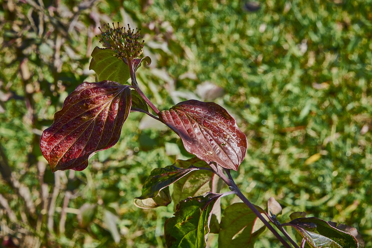 flower  autumn  plant free photo