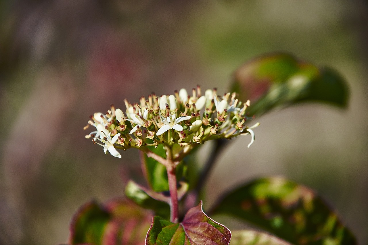 flower  autumn  plant free photo