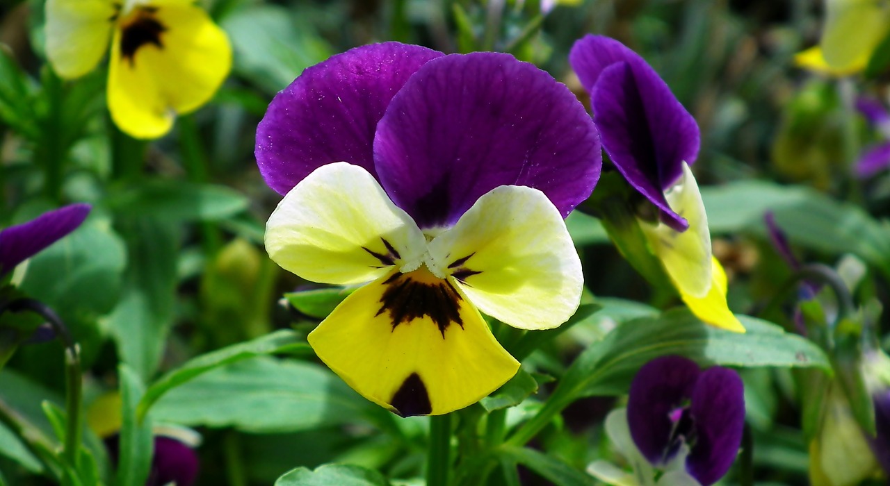 flower  pansy  colored free photo