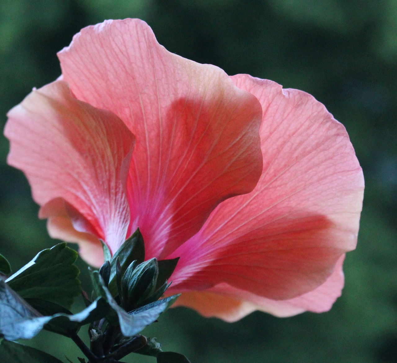 blossom bloom hibiscus free photo