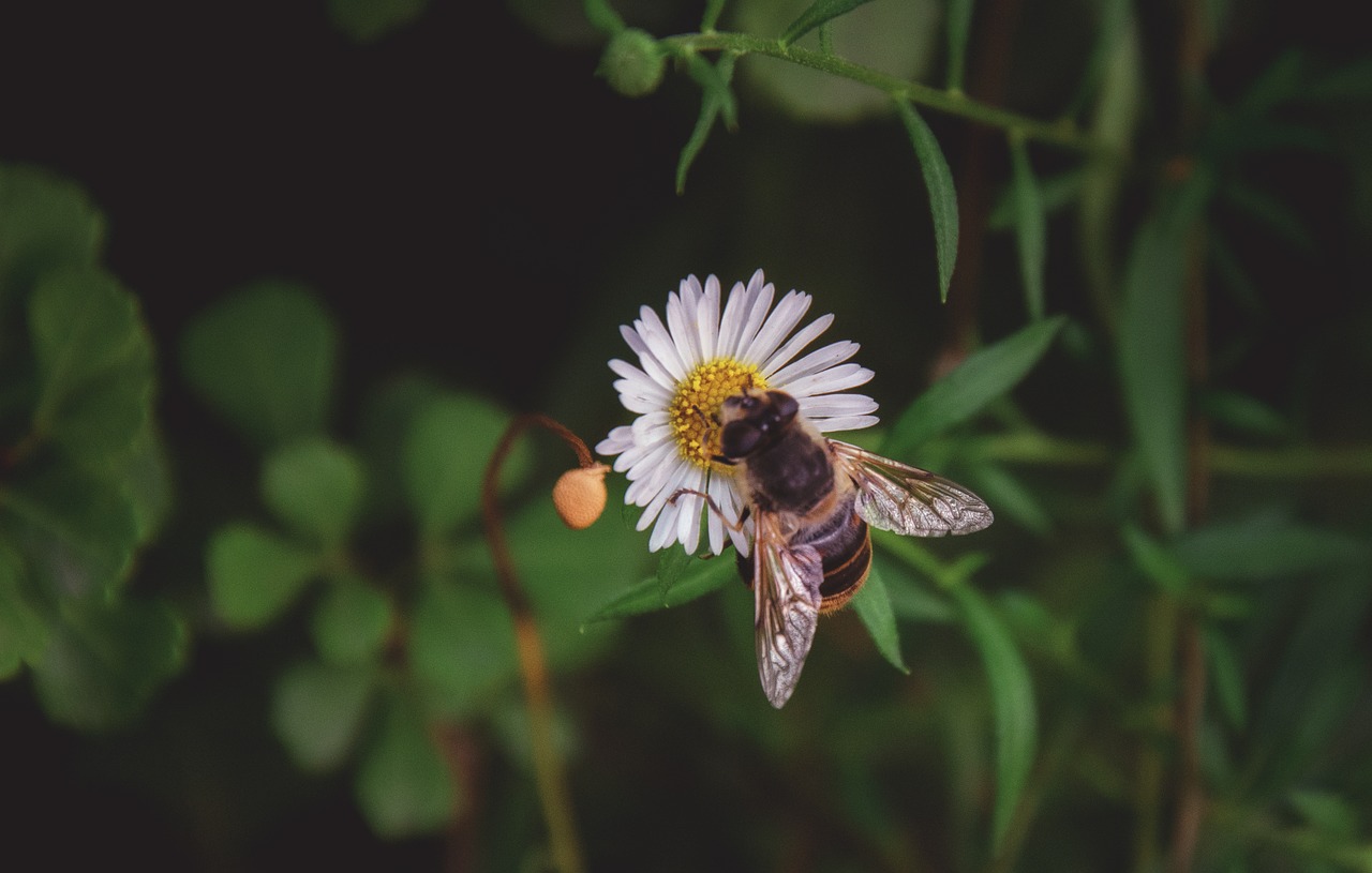 flower  daisy  bee free photo