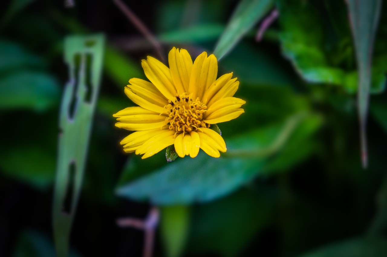 flower  yellow  blossom free photo