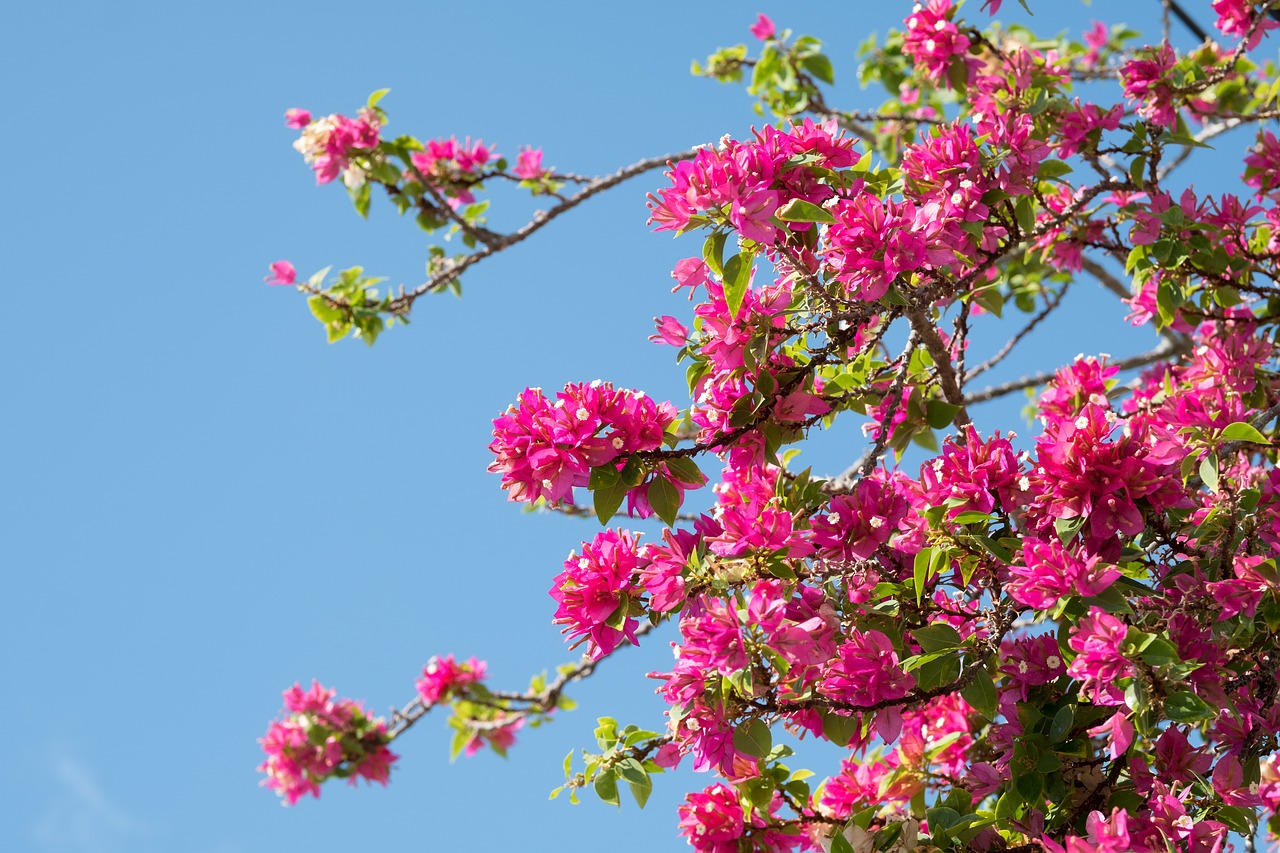 flower  bush  flora free photo