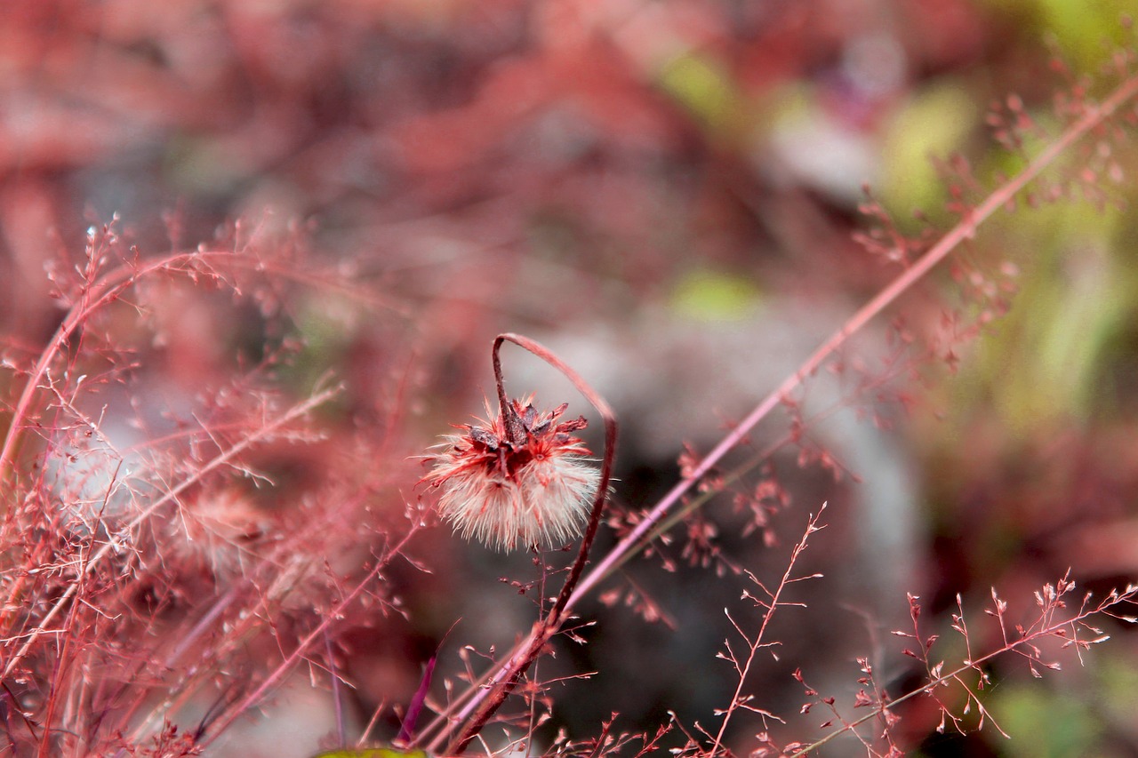 flower  flowers  blossom free photo