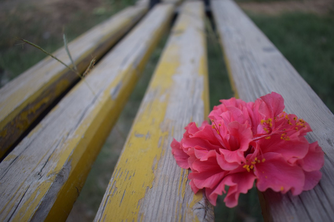flower  bench  nature free photo