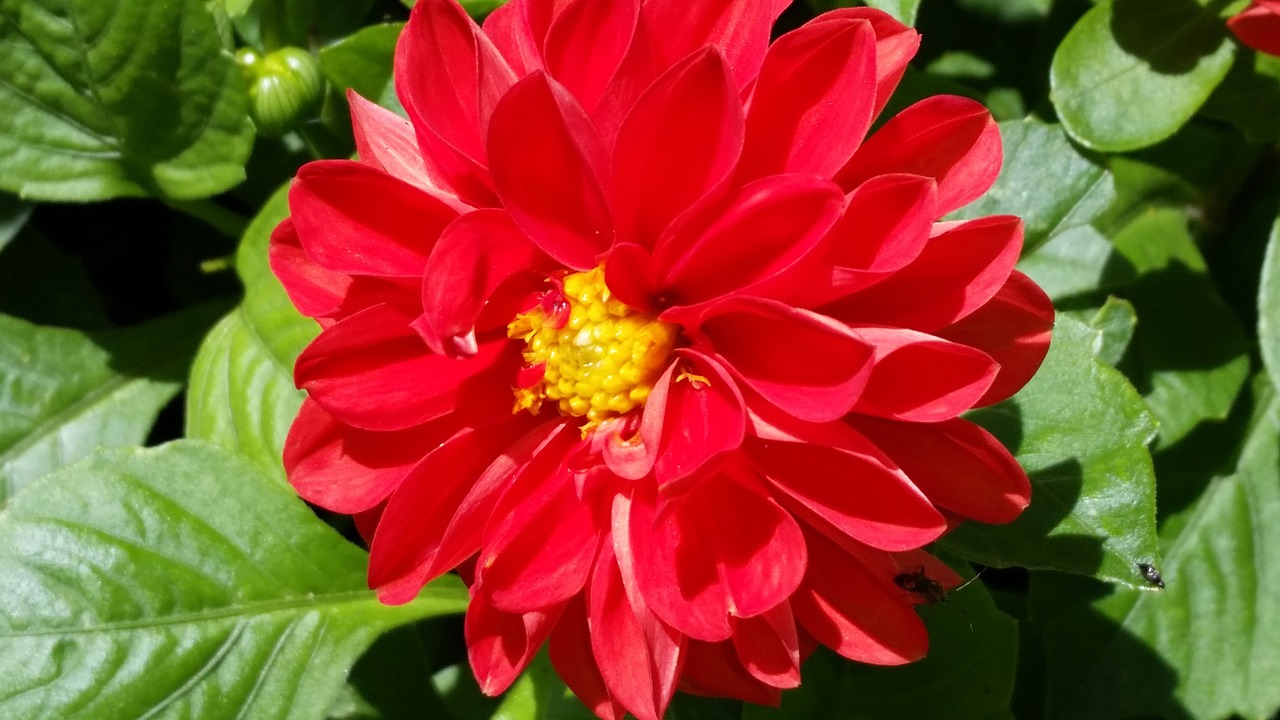 flower red blossom free photo