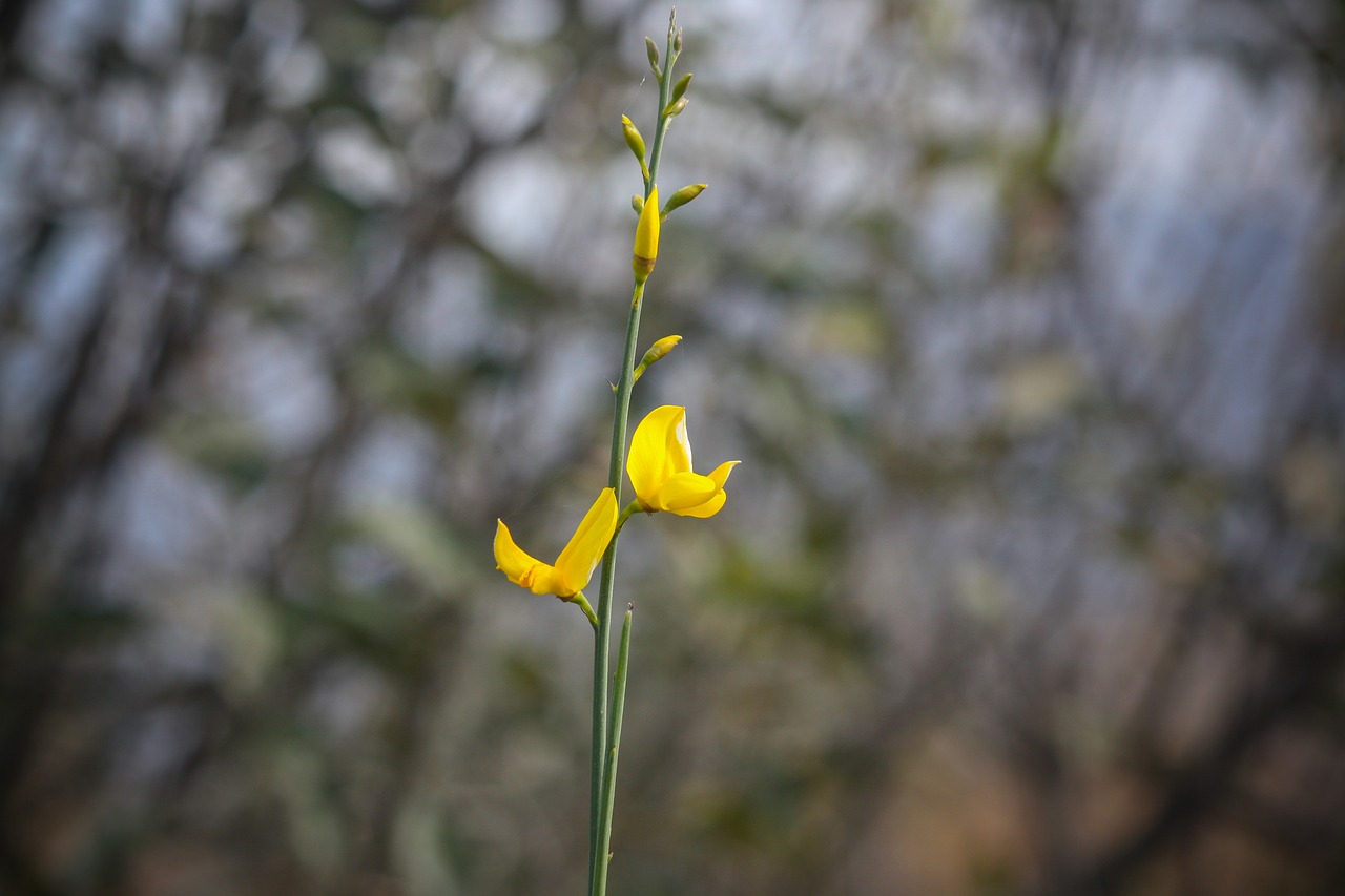 flower  nature  shimla free photo