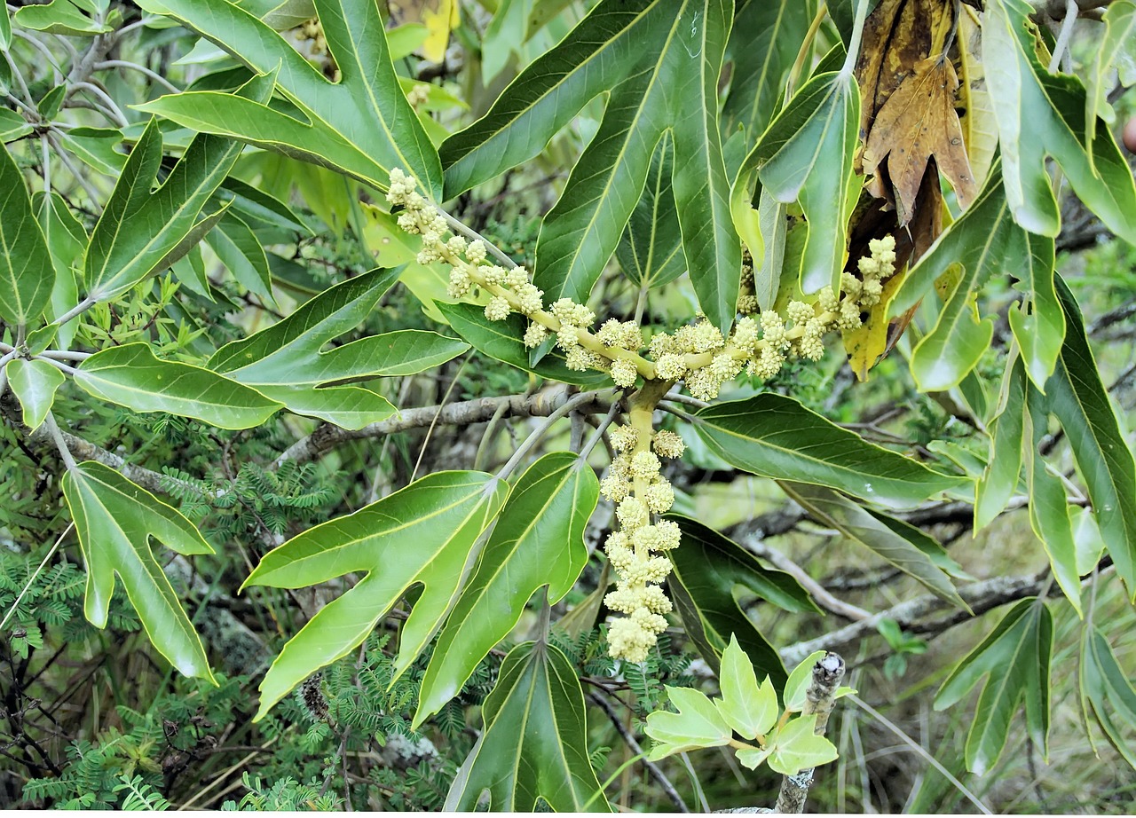 flower  shrub  amazonie free photo