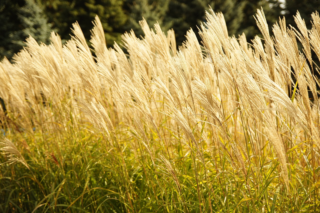 flower  reeds  wind free photo