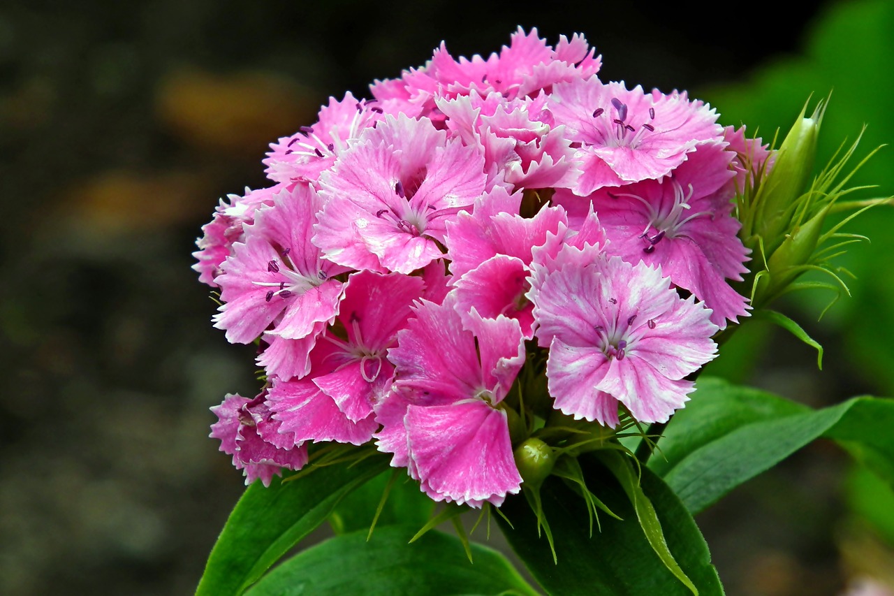 flower  gożdzik stone  pink free photo