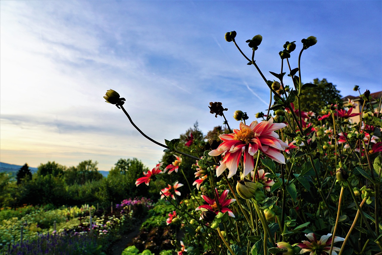 flower  red  nature free photo