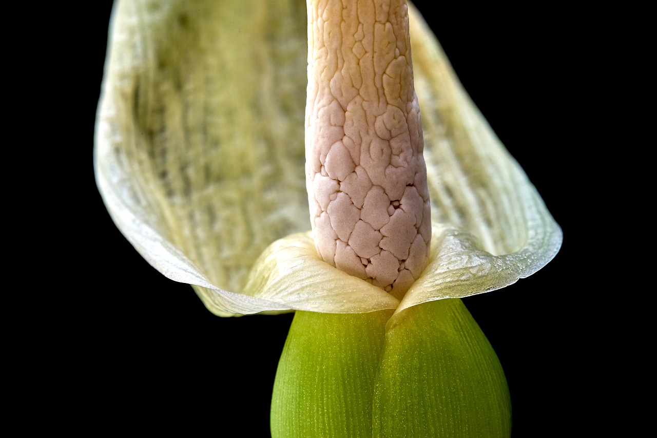 flower  blossom  bloom free photo