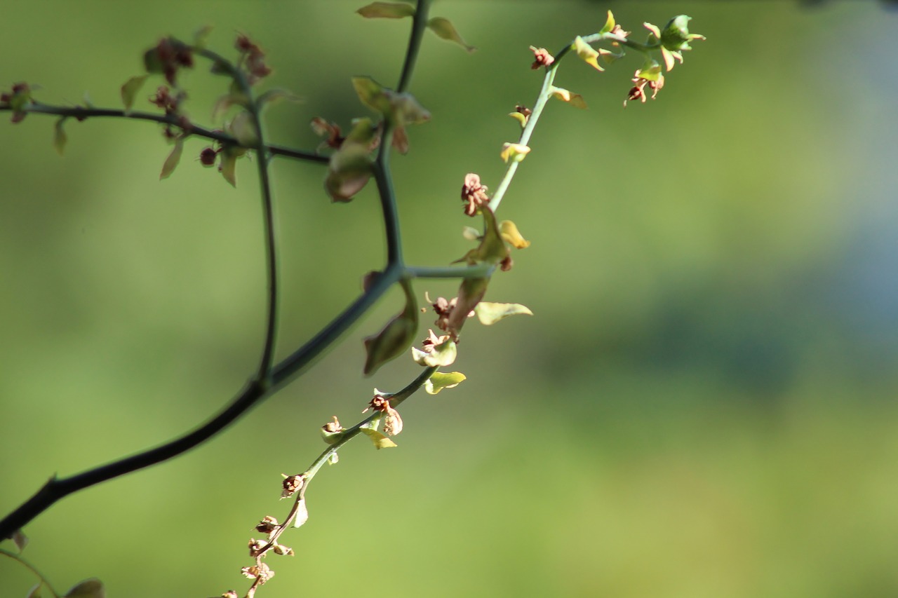 flower  dry  nature free photo