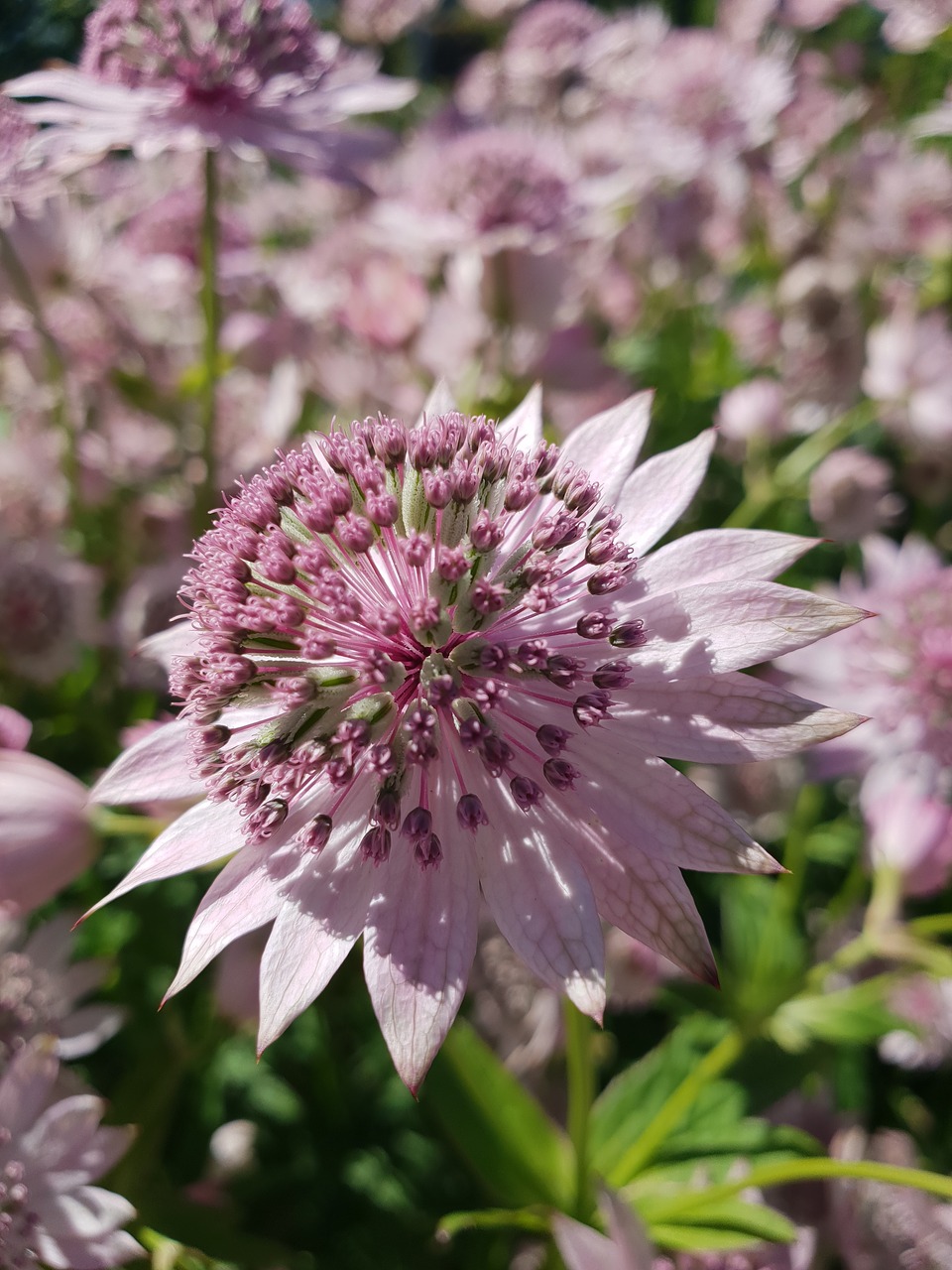 flower  lavender  plants free photo