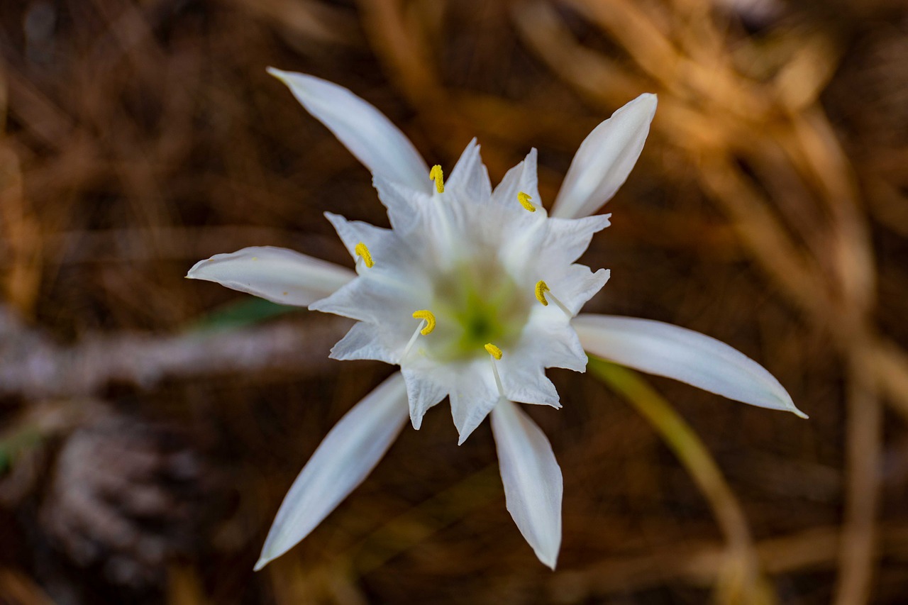 flower  mediterranean  ile free photo