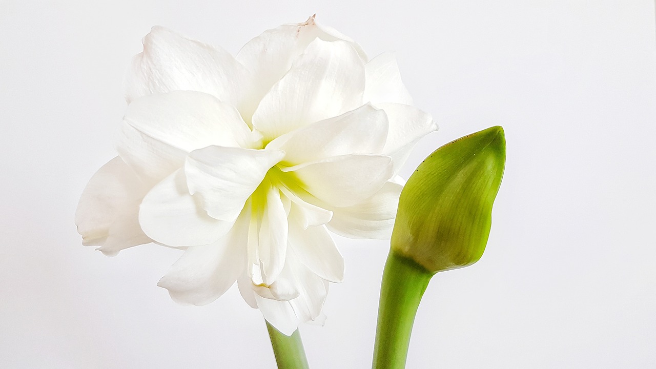 flower  hippeastrum  bud free photo