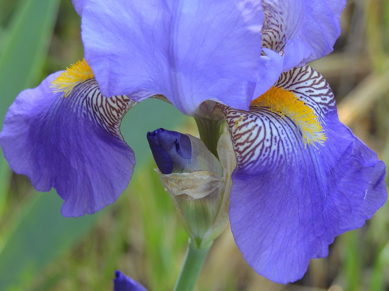 flower  iris  nature free photo