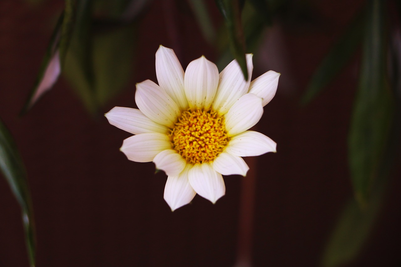 flower  white  bloom free photo