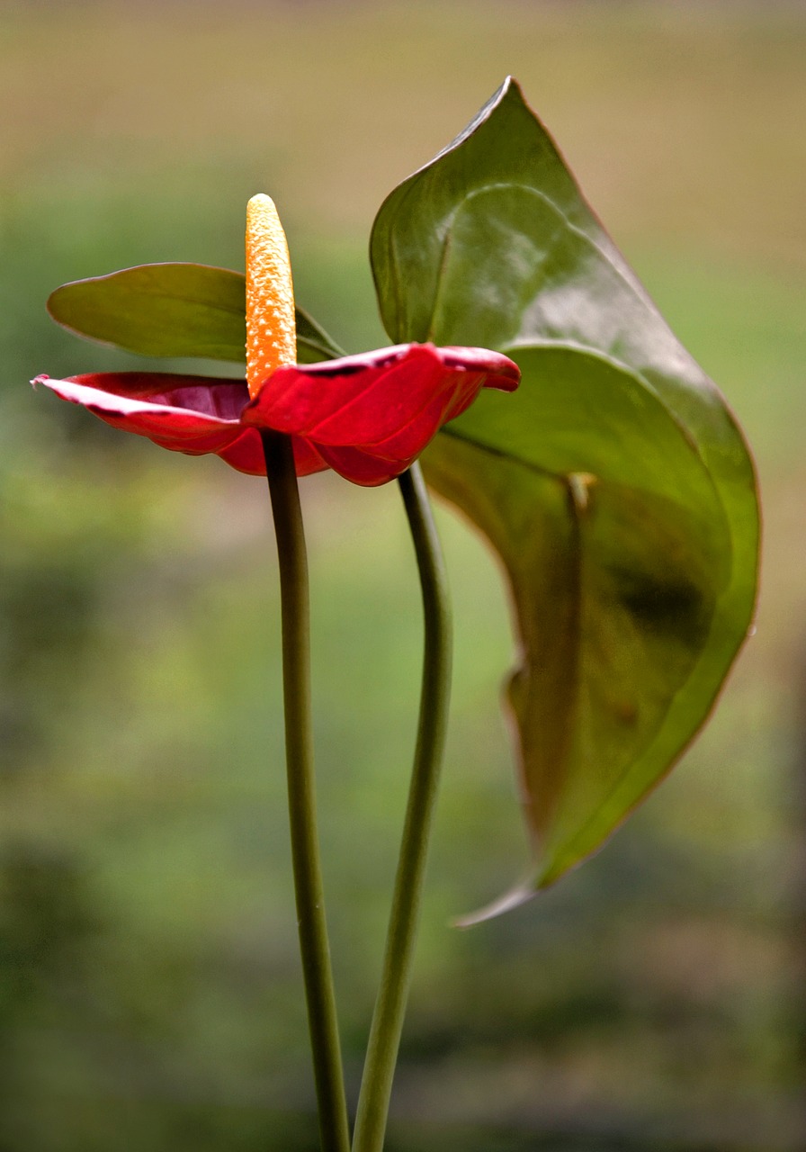 flower  red  anthurium free photo