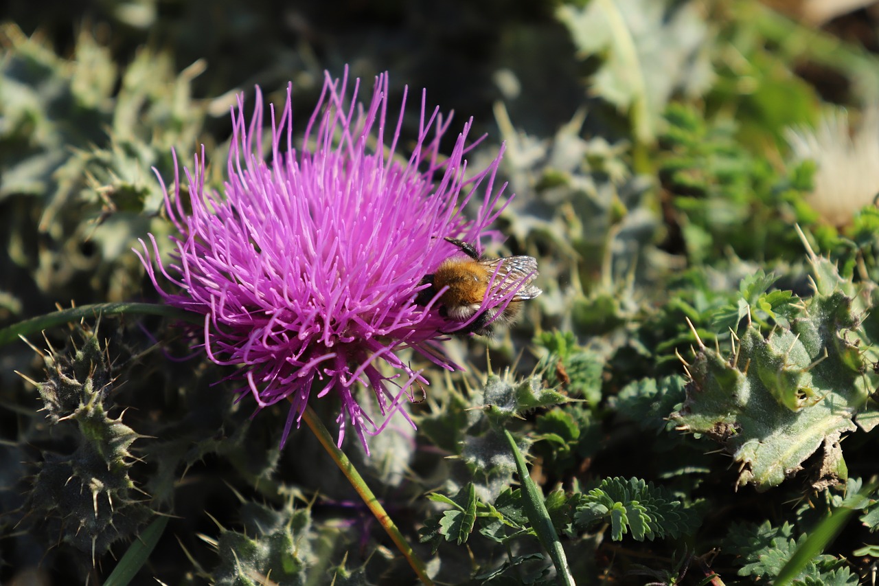 flower  bee  insect free photo